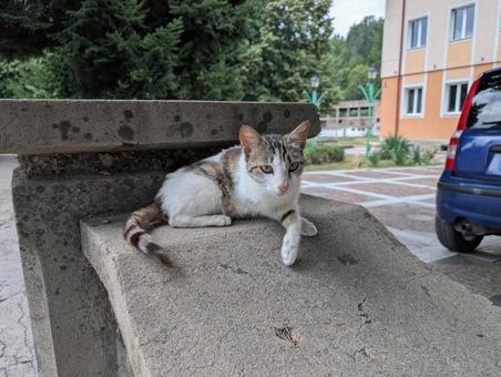 猫 猫の写真