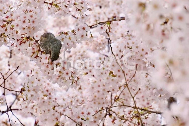 桜の蜜を吸うヒヨドリ 春,桜,鳥の写真素材