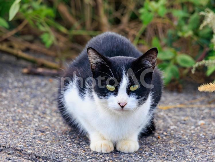 離島で出会った可愛いハチワレ猫です。 猫,野良猫,地域猫の写真素材
