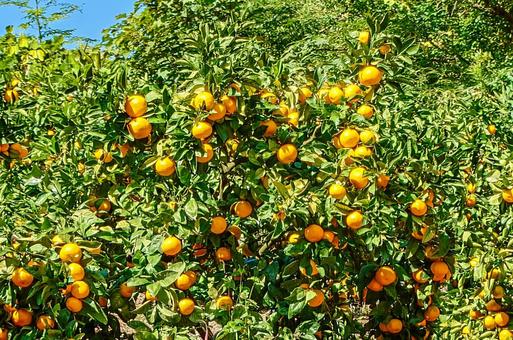 温州みかん ミカン,蜜柑,露地栽培の写真素材