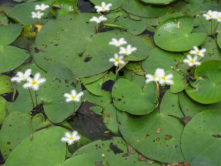 ガガブタ・鏡蓋　咲く風景 浮葉植物,美しい,フリル状の写真素材