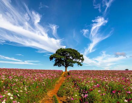 コスモス畑の写真