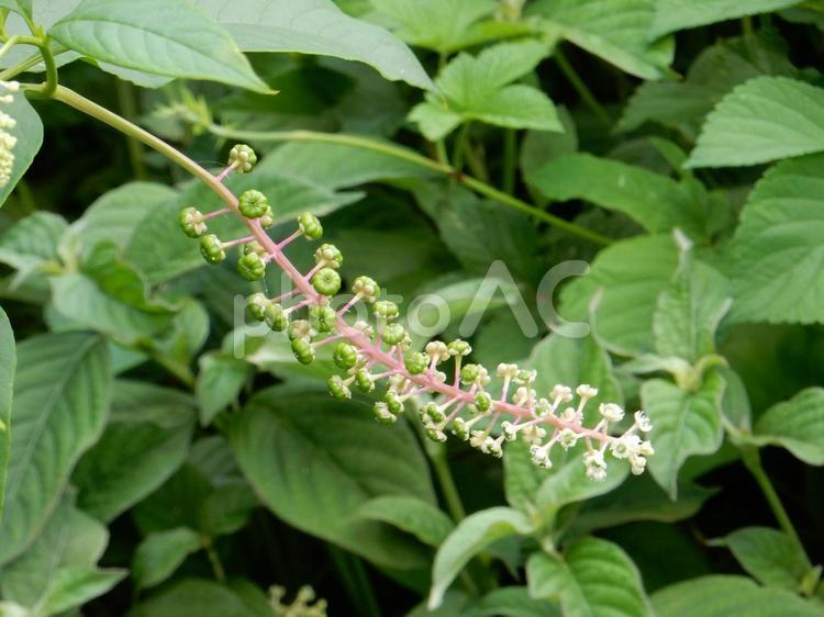 【植物写真】ヨウシュヤマゴボウ ヨウシュヤマゴボウ,洋種山牛蒡,自然の写真素材