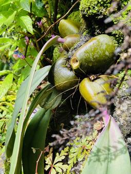 植物　実 植物,植物園,草花の写真素材