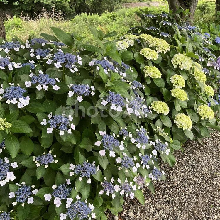 花★紫陽花（アジサイ）ガクアジサイ 紫陽花,アジサイ,あじさいの写真素材