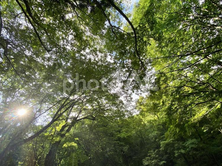 木漏れ日 木漏れ日,自然,癒しの写真素材