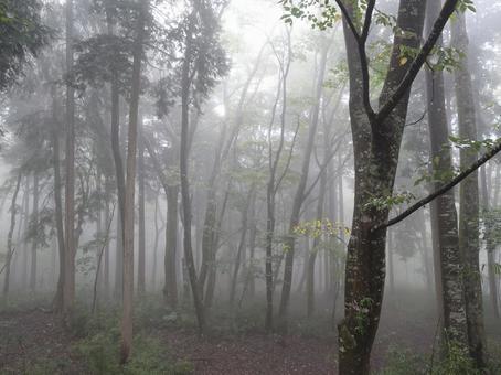 霧に包まれる森 森,霧,森林の写真素材