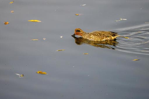 コガモ⑼ 鳥,コガモ,オスの写真素材