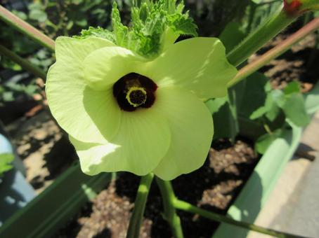 オクラの花 05 オクラの花 05の写真