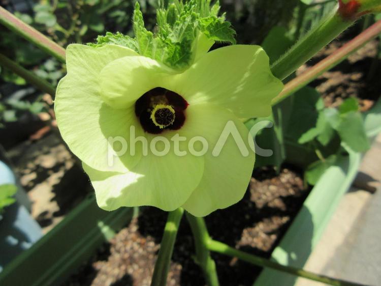オクラの花  ０５ オクラ,花,野菜の写真素材