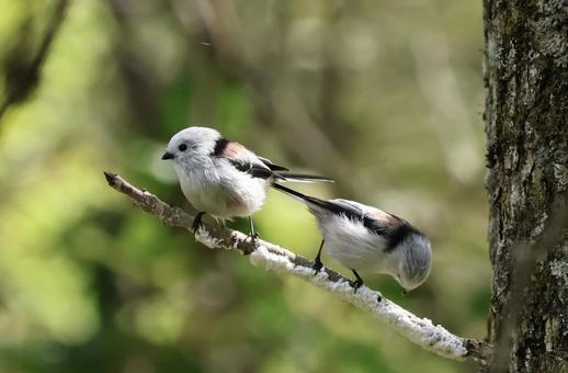 シマエナガ シマエナガ しまえなが,北海道,野鳥の写真素材