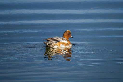 池を泳ぐヒドリガモ 池を泳ぐヒドリガモ ヒドリガモ,カモ,鴨の写真素材