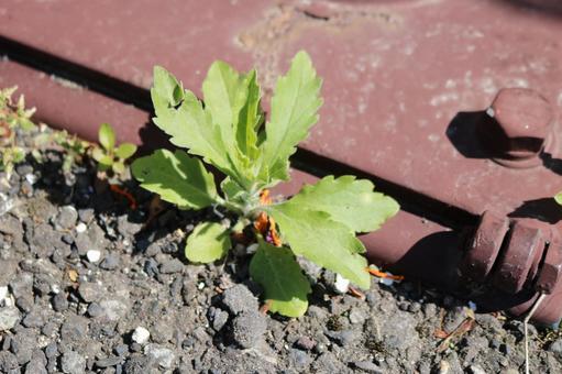 根気 根気の写真