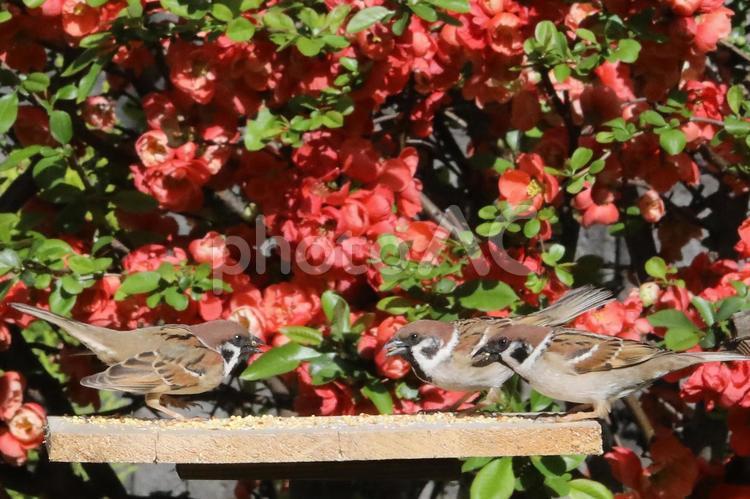 すずめ餌台の生態 動物,野鳥,小鳥の写真素材
