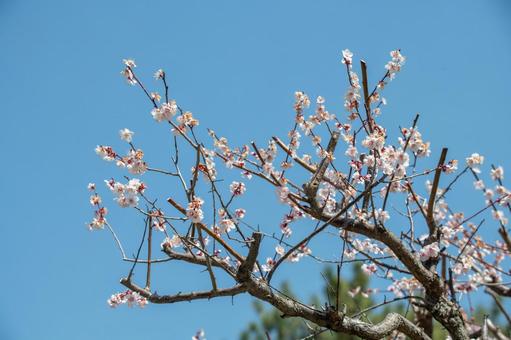 北摂の梅林 北摂の梅林 梅,梅林,満開の写真素材
