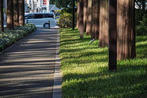 色づき始めた京都のメタセコイアの並木道 アケボノスギ,メタセコイア並木,針葉樹の写真素材