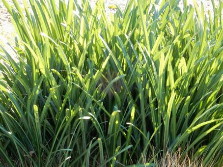 【彼岸花の写真】彼岸花の葉 彼岸花,葉,葉っぱの写真素材