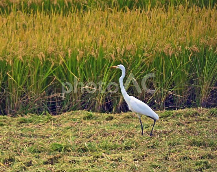 田んぼとチュウサギ サギ,チュウサギ,鷺の写真素材