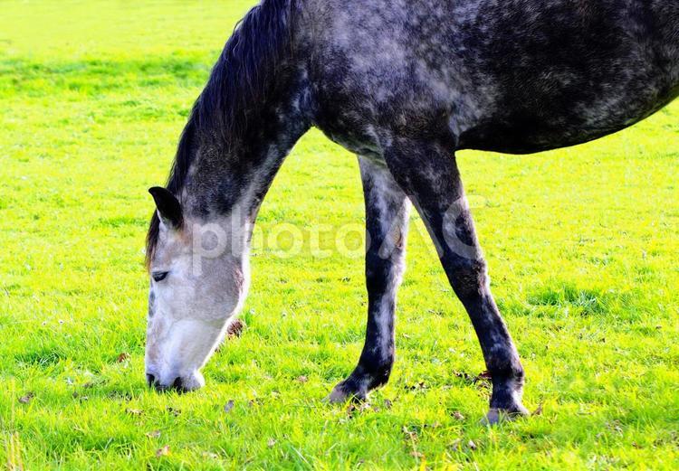 牧草地で草を食べる馬 全体写真 牧草地で草を食べる馬 全体写真 馬,うま,ウマの写真素材