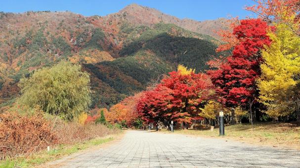 11月河口湖畔の紅葉 紅葉,秋,銀杏の写真素材