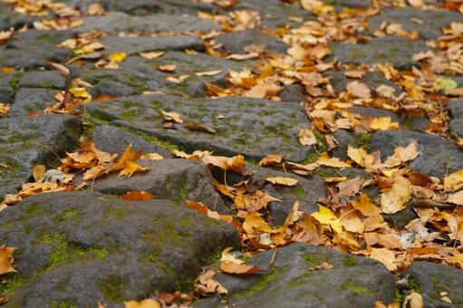 大山の登山道の黄色い落ち葉4　紅葉素材 もみじ,紅葉,葉の写真素材
