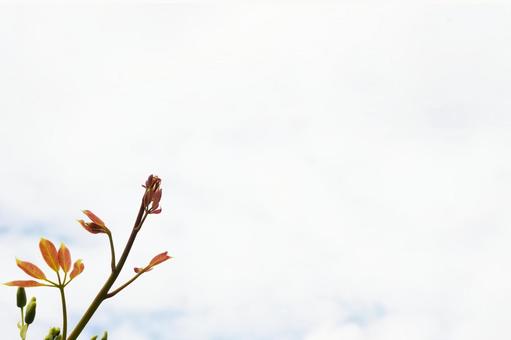 むべの新芽 むべの新芽の写真