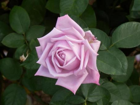【薔薇の写真】バラの花 バラ,薔薇,植物の写真素材