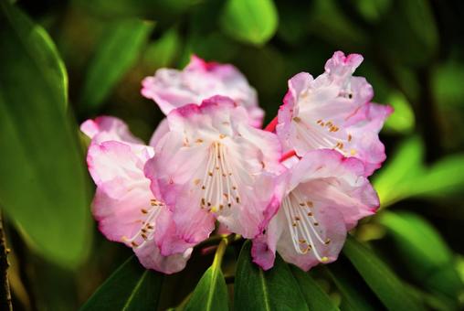 シャクナゲ シャクナゲの写真