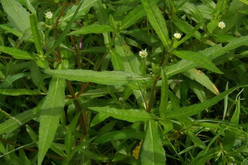 アメリカタカサブロウ アメリカタカサブロウ,亜米利加高三郎,鱧腸の写真素材