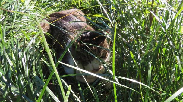雑草に埋もれて日向ぼっこするもふもふな猫 猫,キジシロ,日向ぼっこの写真素材
