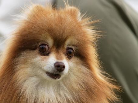 ポメラニアンのポートレート 犬,ポメラニアン,小型犬の写真素材