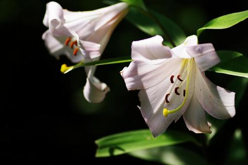ユリの花の写真