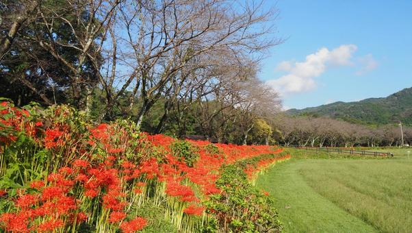 曼珠沙華公園付近・彼岸花&草地(日高市) 曼珠沙華公園付近・彼岸花&草地(日高市) 秋,曼珠沙華,赤の写真素材
