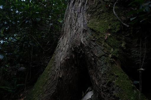 森の風景 森の風景の写真