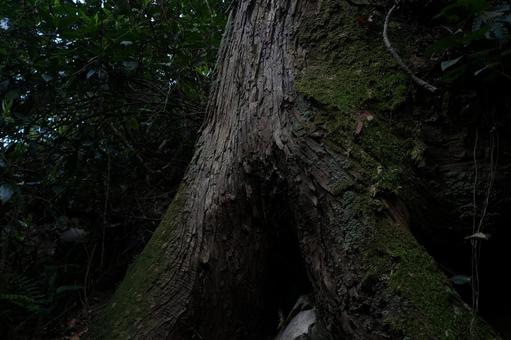 Photo, japan, tokyo, mt. takao, 