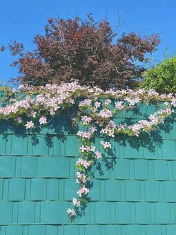 フェンス&ピンクの花 フェンス,ピンク,花の写真素材