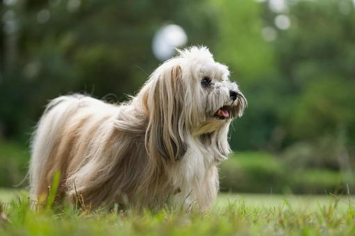 ハバニーズのポートレート ハバニーズのポートレート 犬,ハバニーズ,純血種の写真素材