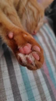 茶トラの肉球の写真