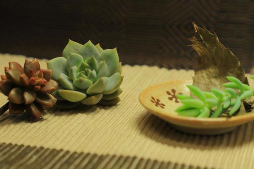 多肉植物 多肉植物の写真