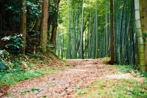 峠道のやすらぎ 峠道,山道,宇津ノ谷峠の写真素材