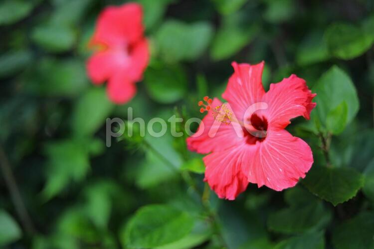 ハイビスカス ハイビスカス,暖かい,花の写真素材