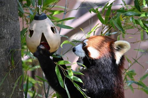 レッサーパンダ レッサーパンダの写真