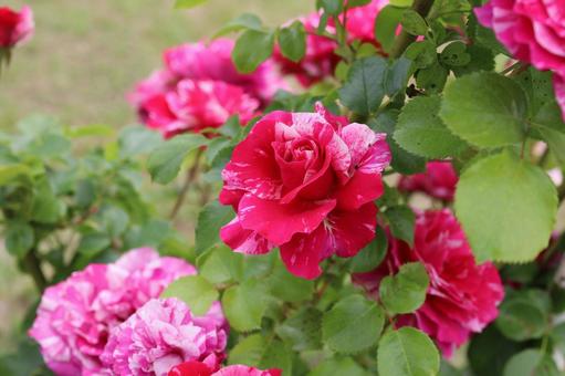 バラ園にて綺麗な薔薇を撮影しました バラ園にて綺麗な薔薇を撮影しましたの写真
