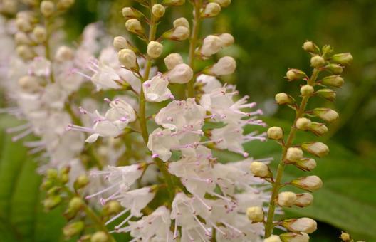 シモバシラの写真