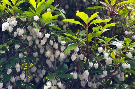 Enkianthus campanulatus after the rain 2, JPG