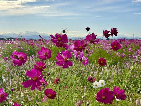 福井県 曇り空と宮ノ下コスモス公苑 福井県 曇り空と宮ノ下コスモス公苑 あぜ道,福井県,宮ノ下コスモス公苑の写真素材
