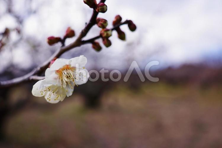 ＜春のイメージ＞梅の花 梅,花,梅花の写真素材