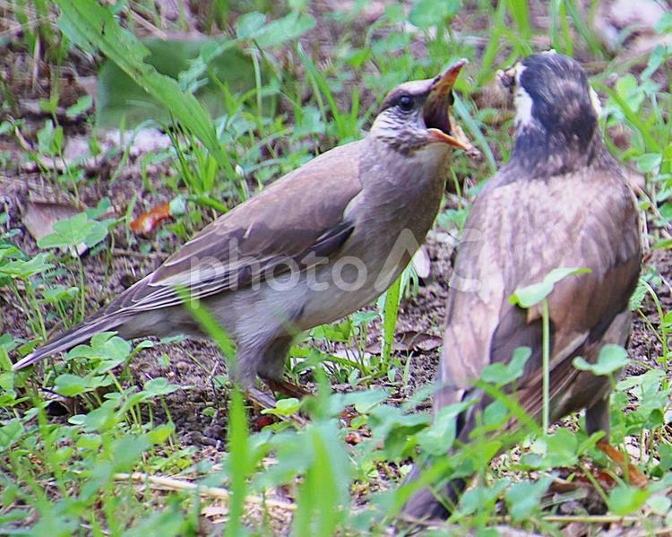 エサをねだるムクドリ 野鳥,ムクドリ,椋鳥の写真素材
