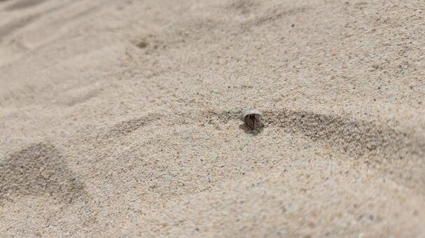 やどかり やどかり,自然,砂浜の写真素材