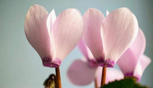 冬の花 シクラメン 冬の花 シクラメンの写真